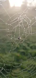 Pat 03 Spinneweb